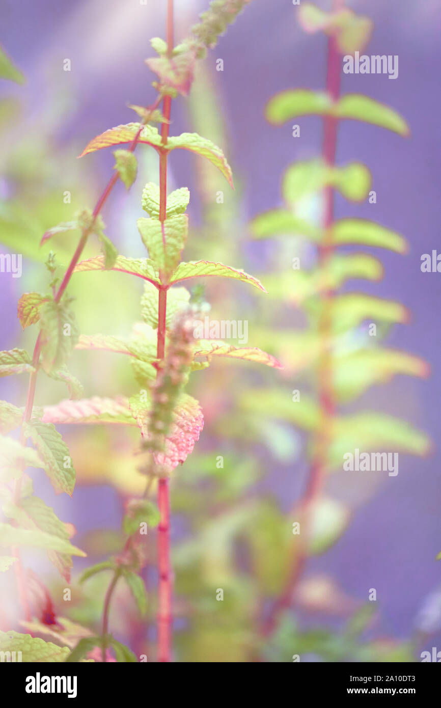 Close-up auf Minze und Blumen wachsen im Garten im Freien. Neon getonten Bild mit copy-Platz. Stockfoto