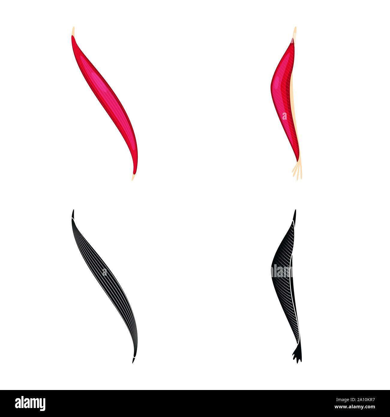 Vector Illustration der Faser und muskulös Logo. Sammlung von Faser- und Körper vektor Symbol für das Lager. Stock Vektor