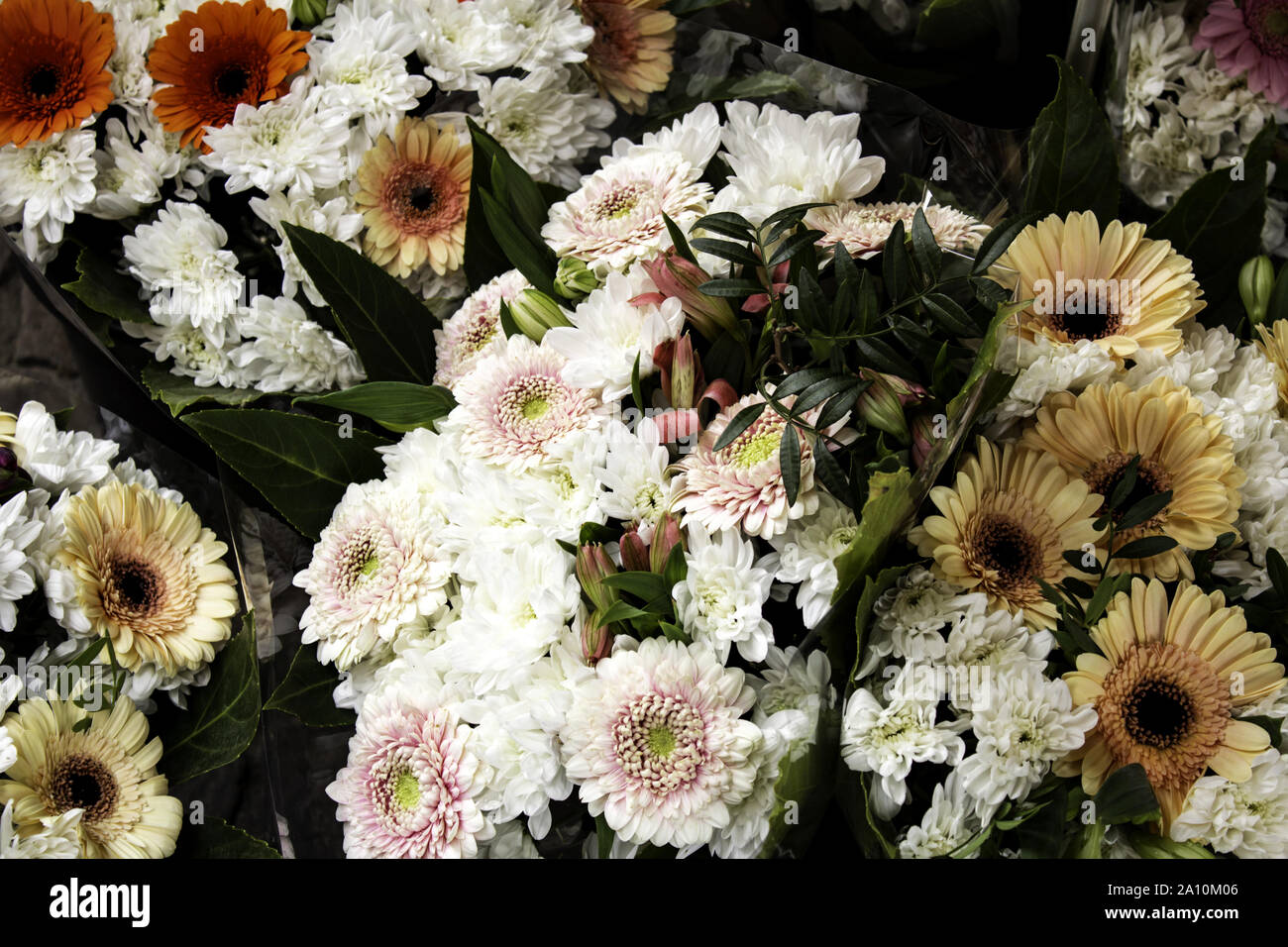 Frisch und duftenden Rosen, Detail der Romantik und Liebe Stockfoto