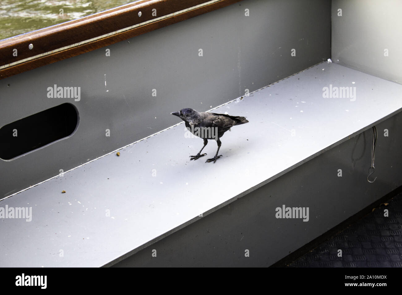 Schwarze Krähe in Street, wilde Tiere und Vögel Stockfoto