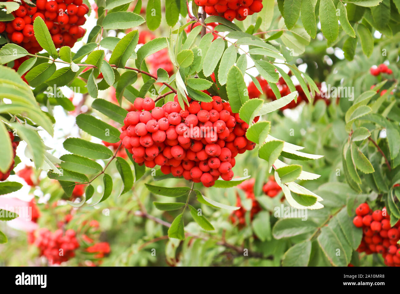 Trauben reif rot-orangen Vogelbeeren. Herbst Zeit. Stockfoto