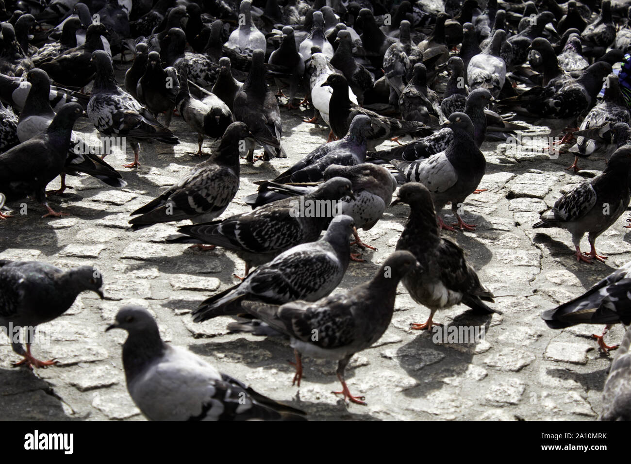 Tauben in Urban Street, Vögel, Tiere, Landschaft Stockfoto