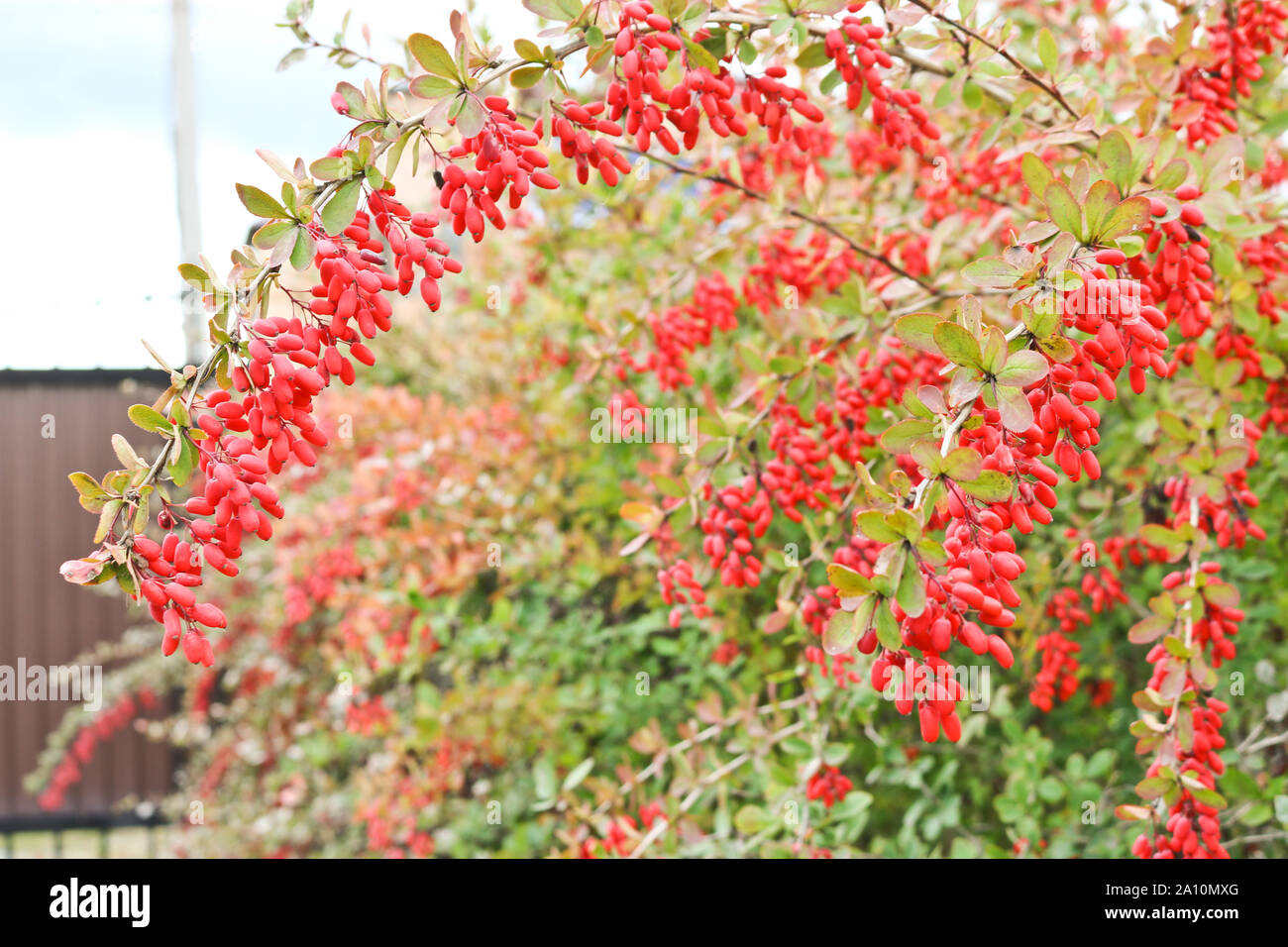 Trauben von reifen roten Beeren der Berberitze. Herbst Zeit. Stockfoto