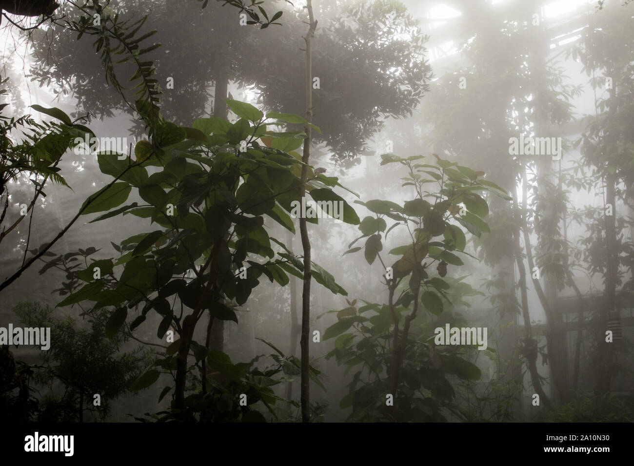 Dschungel mit Regen und tropischen Pflanzen, Natur und Umwelt, Landschaft Stockfoto