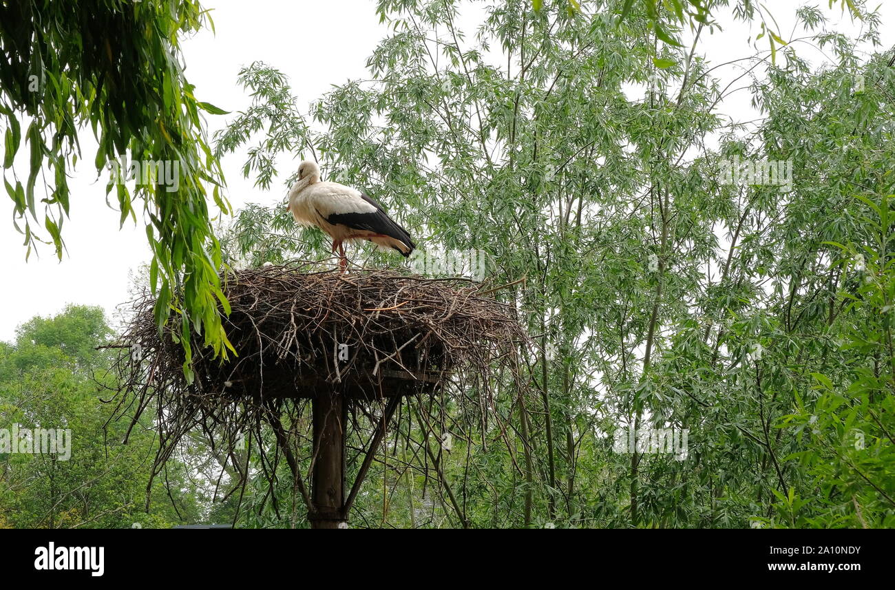 Heron mit Jungen im Nest in einem Wald in avifauna Niederlande Stockfoto