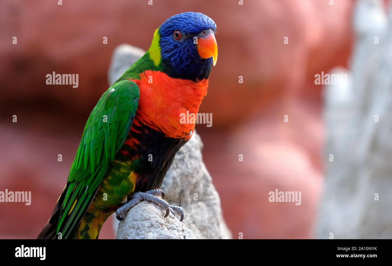 Porträt eines kleinen bunten Papagei sitzen auf einem Ast. Tropischer Vogel, lory Familie. Rot, Blau, Gelb und Grün. Nahaufnahme der Tiere w Stockfoto