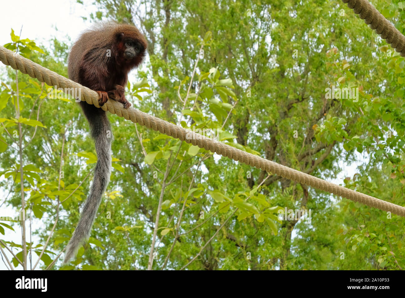 Red titi Affen klettern auf einem Zweig in natürlichen Lebensraum Vogelwelt die Niederlande Stockfoto