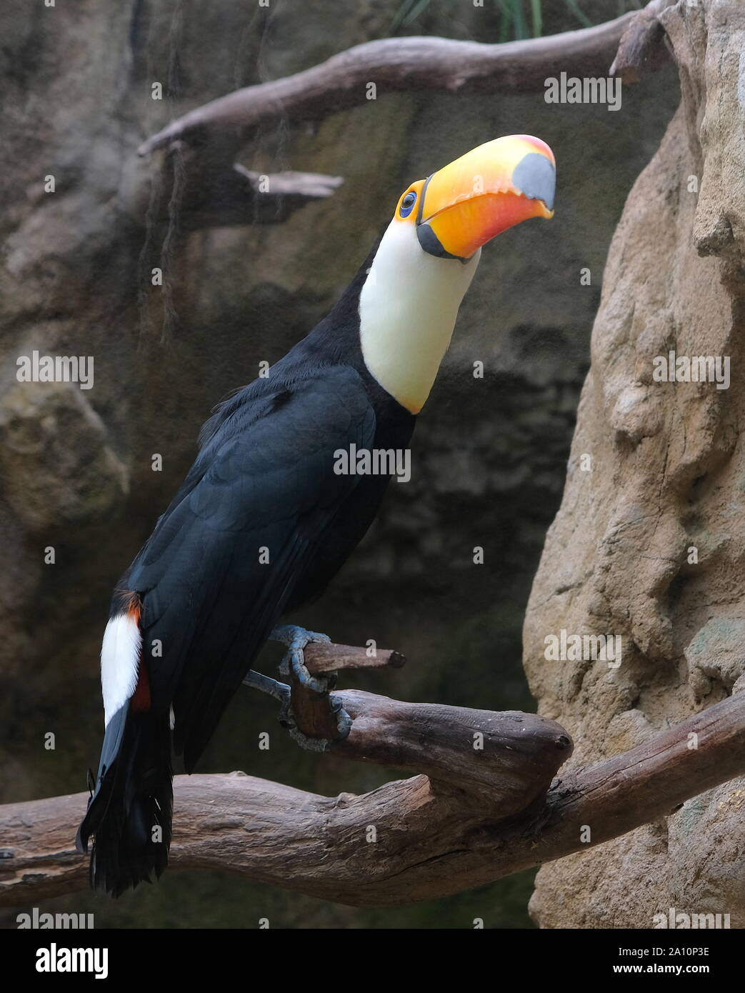 Closup von Toucan auf einem Zweig in avifauna Niederlande Stockfoto