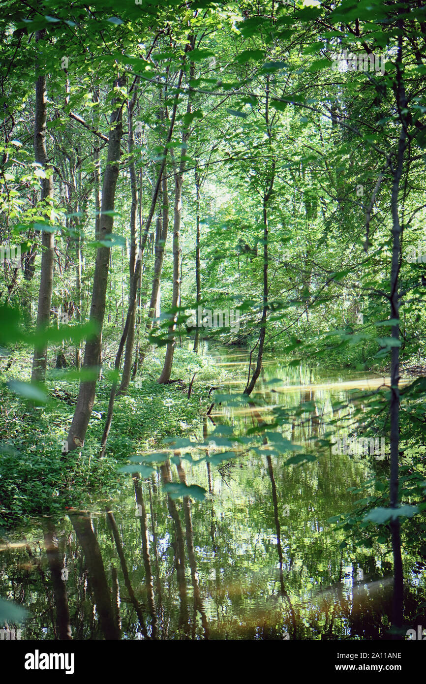 Sommer üppiger Vegetation framing die Wasser in einen kleinen Kanal im Englischen Garten in München, Landschaft im Gegenlicht der Sonne Reflexion über die ... Stockfoto