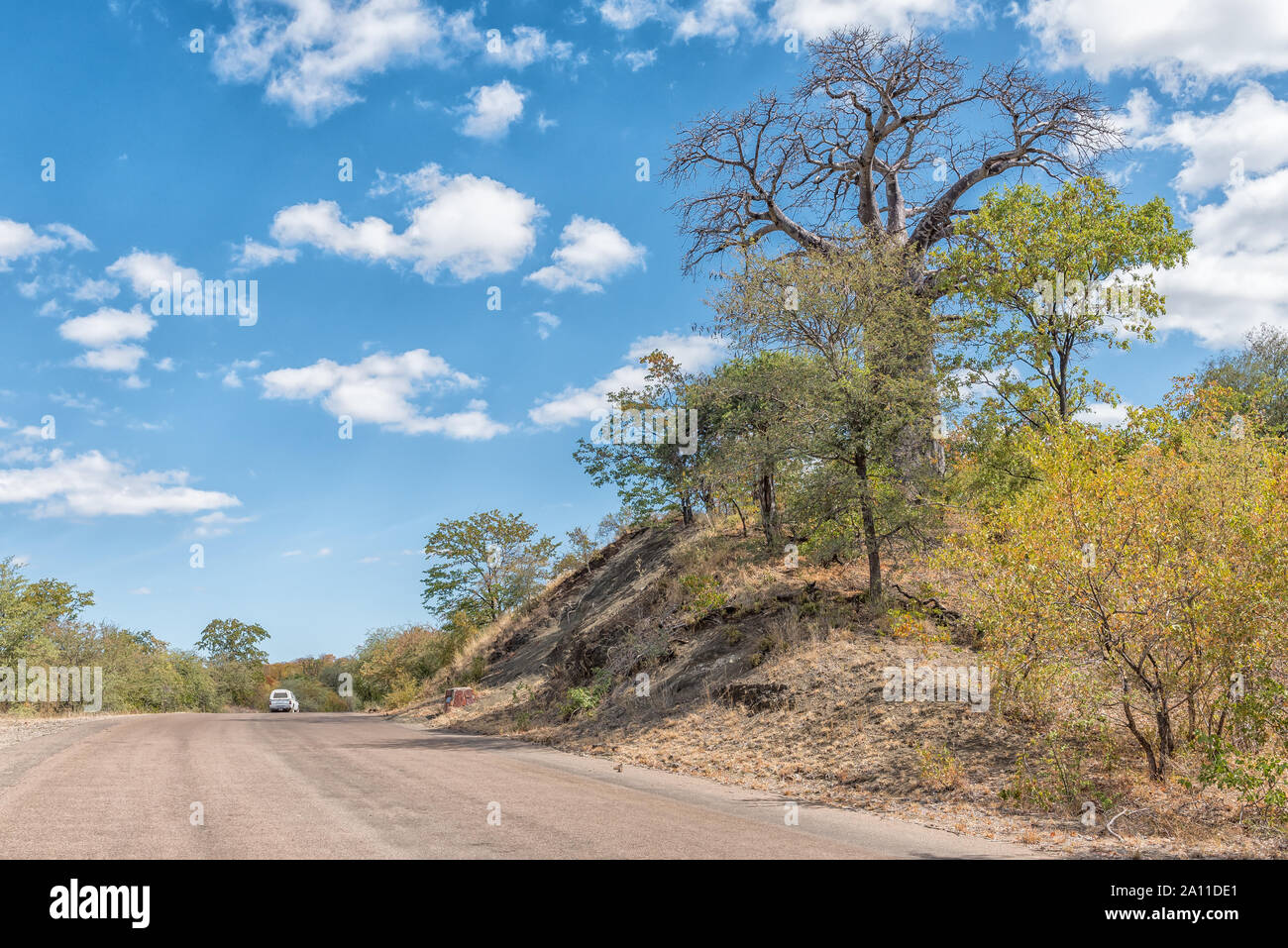 Krüger National Park, Südafrika - 15. MAI 2019: ein Baobab Baum, Andansonia digitata nächste Straße H 1-8 im Baobab Hügel zu. Ein Fahrzeug ist sichtbar Stockfoto