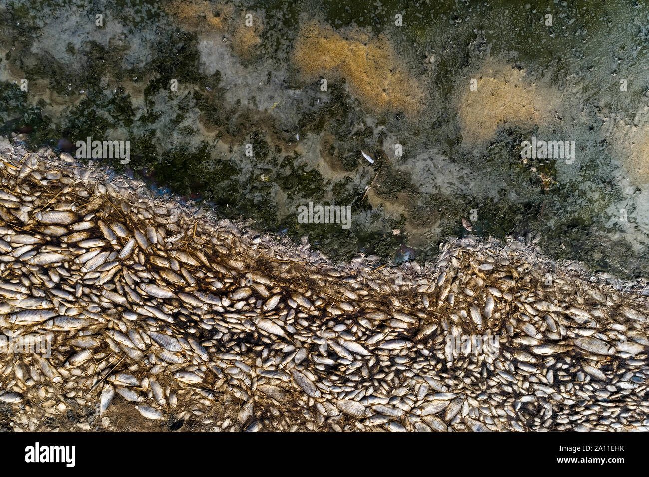 Tausende von toten Fischen um Koroneia-sees in Nordgriechenland. Die hohe Fischsterblichkeit im Wesentlichen wegen einer Dürre und der starke Rückgang im Wasser. globa Stockfoto