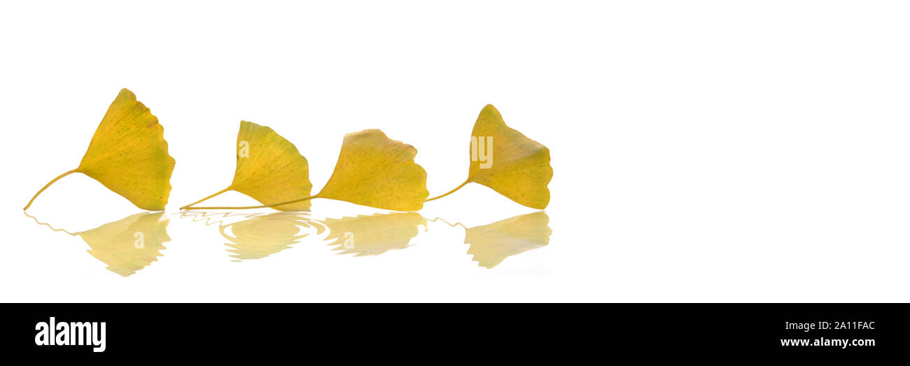 Saisonale Herbst Banner mit gelben Ginkgo Biloba Blätter auf weißem Hintergrund mit Panoramablick Stockfoto