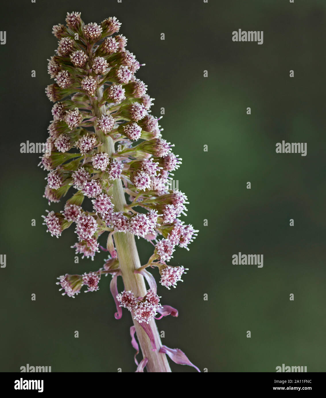 Pestwurz (Petasites Hybridus) Stockfoto