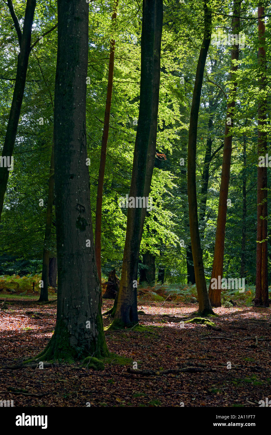 New Forest (Hampshire) im Herbst Stockfoto