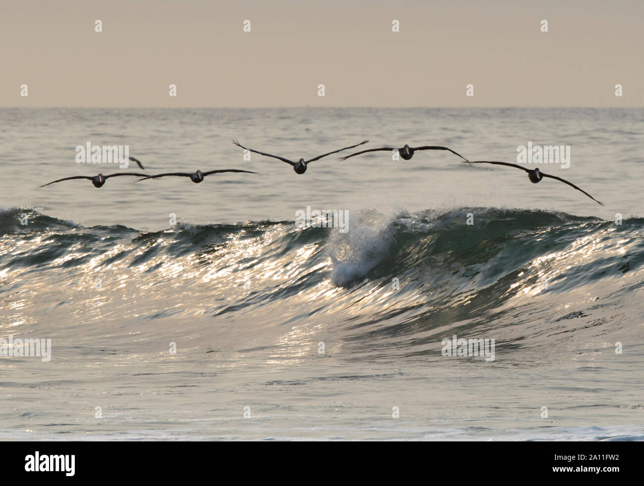 Eine Herde der Braune Pelikan fahren Sie mit dem Kamm der Welle Stockfoto