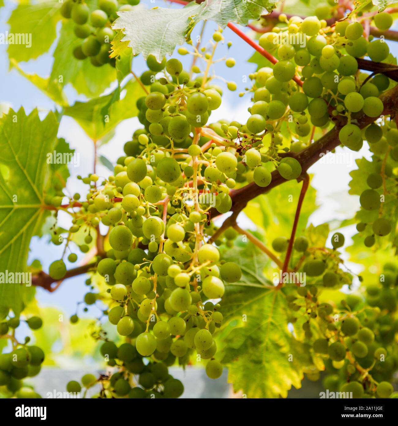Trauben am Rebstock Stockfoto