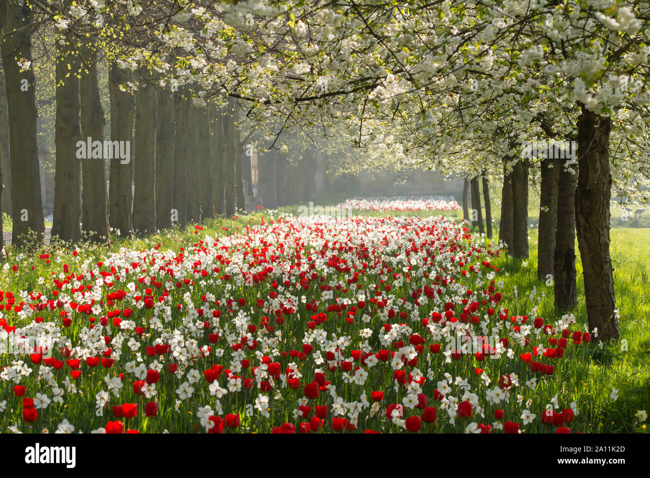 Frühling in Cambridge Stockfoto