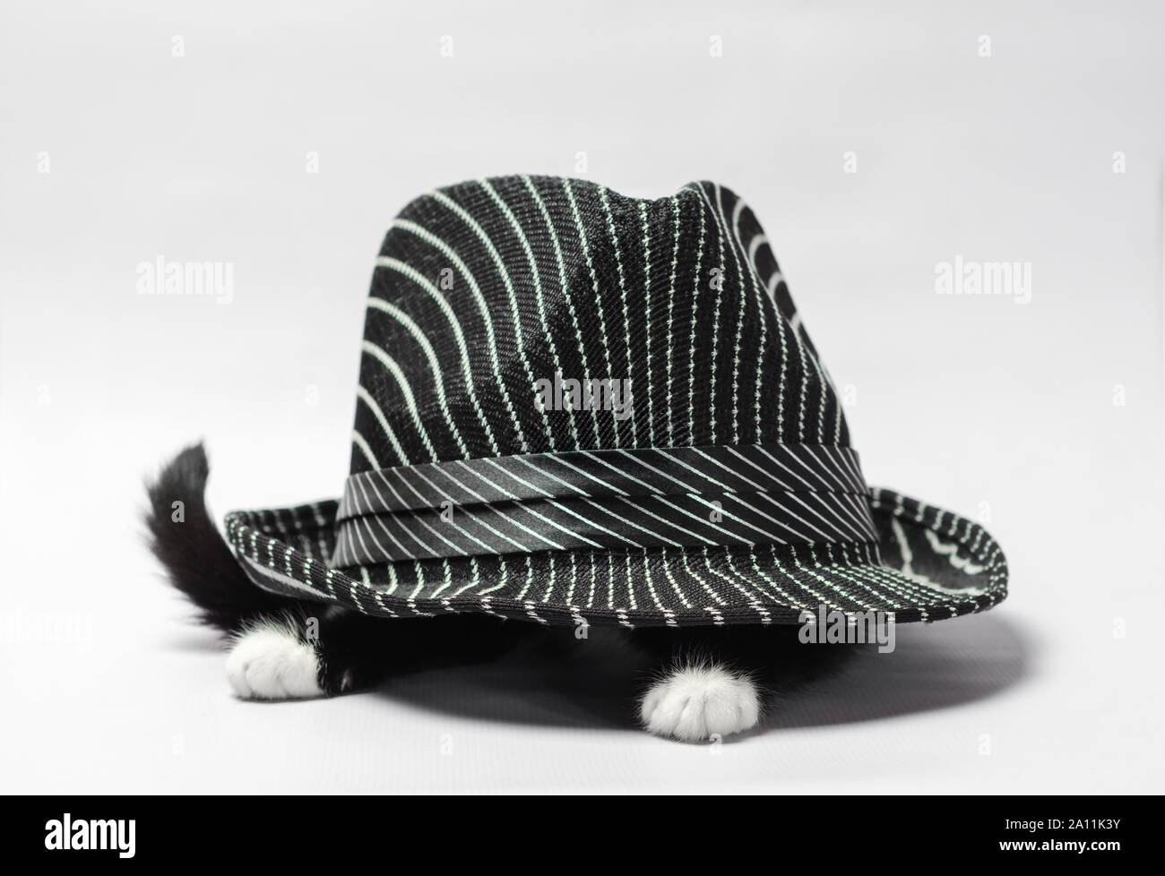Schwarze Katze mit weißen Pfoten unter einem gestreiften schwarzen Hut Stockfoto