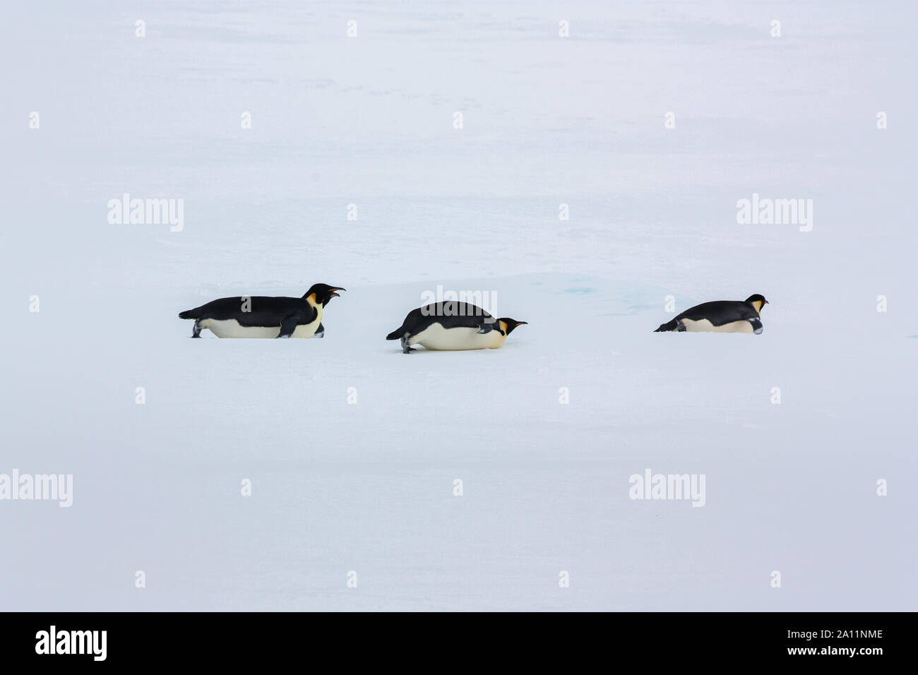 Tierwelt Stockfoto