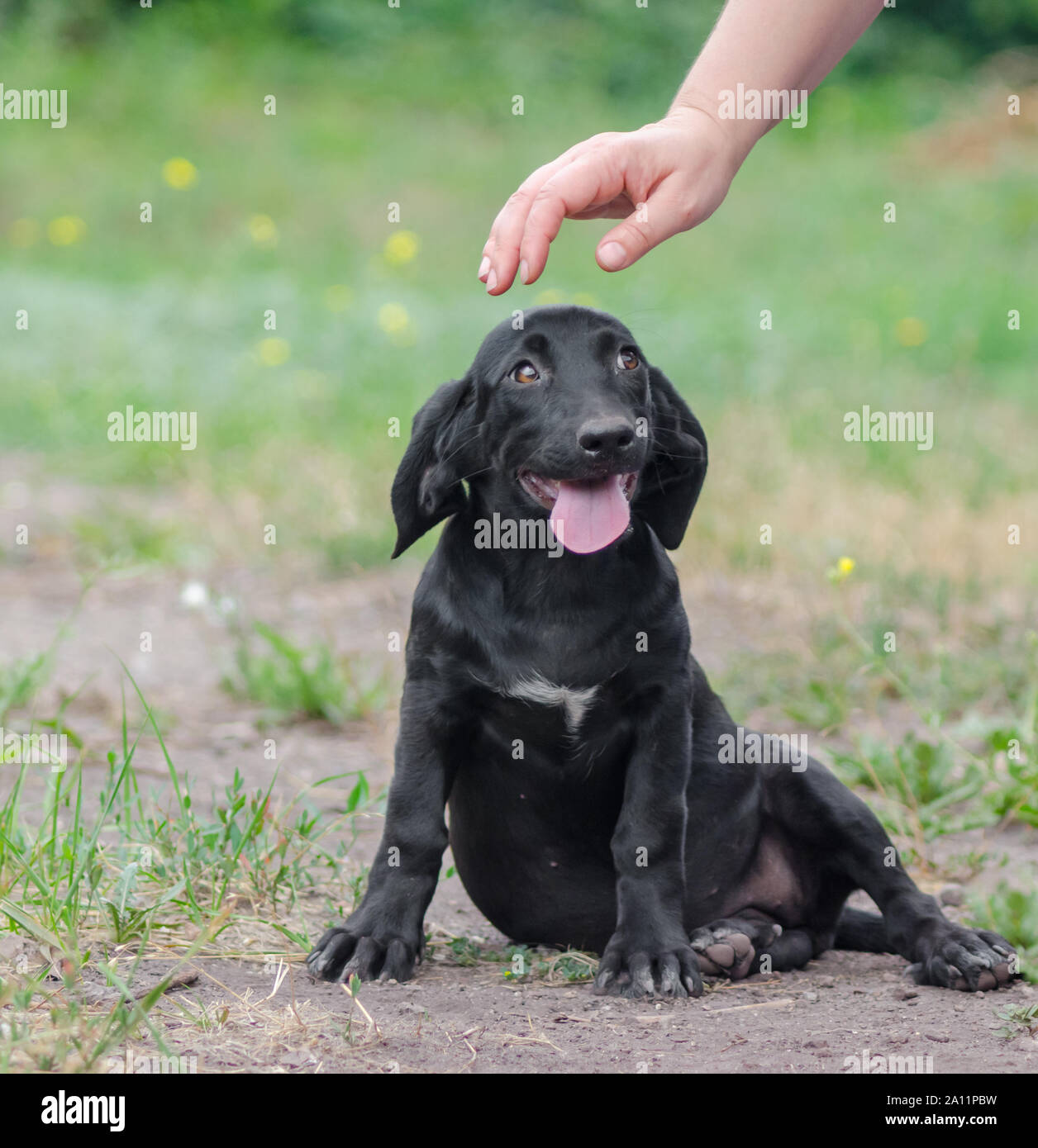 Die menschliche Hand ist zu streichen einen schwarzen Welpen Stockfoto