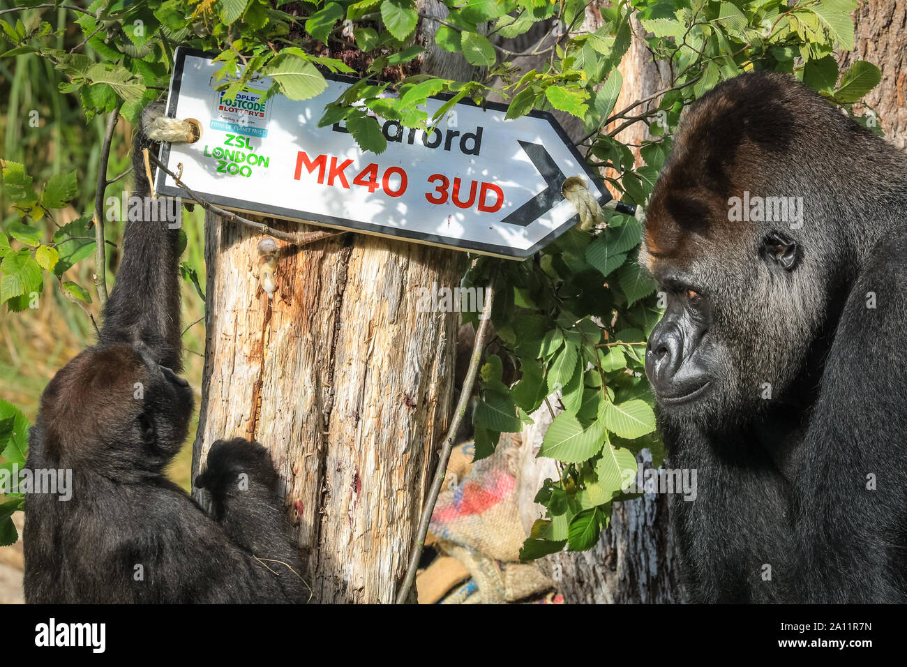 London, Großbritannien. 23. Sep 2019. Männliche Silber zurück Kumbuka nimmt ein unmittelbares Interesse an den Post-code. ZSL London Zoo Truppe von Westlichen Flachlandgorillas feiern Welt Gorilla Tag durch die Enthüllung der heutigen glücklichen Gewinner der Postcodelotterie, zusammen mit der Postleitzahl auf einem Schild. ZSL die Erhaltung der Liebe ist, die die Postcodelotterie unterstützt. Hinweis: UNTER EINEM EMBARGO BIS ZUM 24. SEP, pics kann in Druck gehen, um eine Online ab morgen früh und können auf der news feed Gutschrift gehen: Imageplotter/Alamy leben Nachrichten Stockfoto