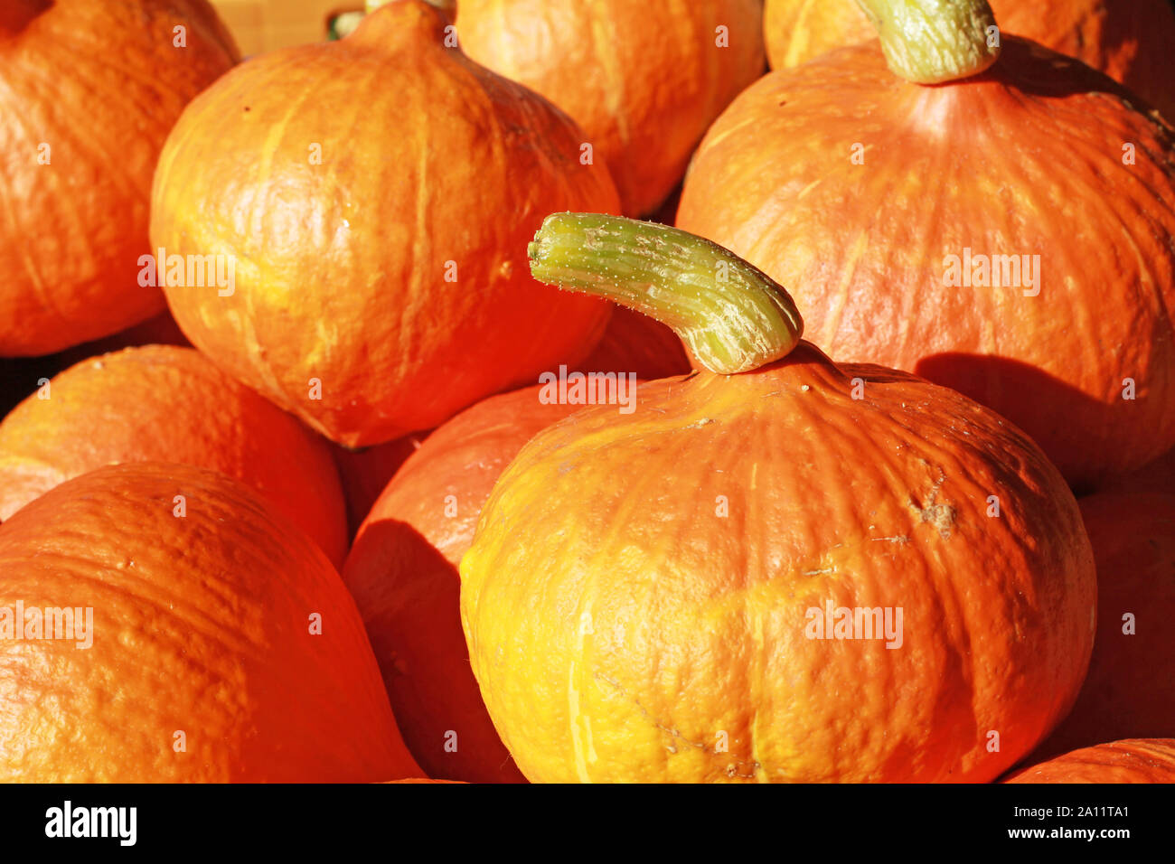 Hintergrund der orangefarbenen Hokkaido Kürbisse Stockfoto