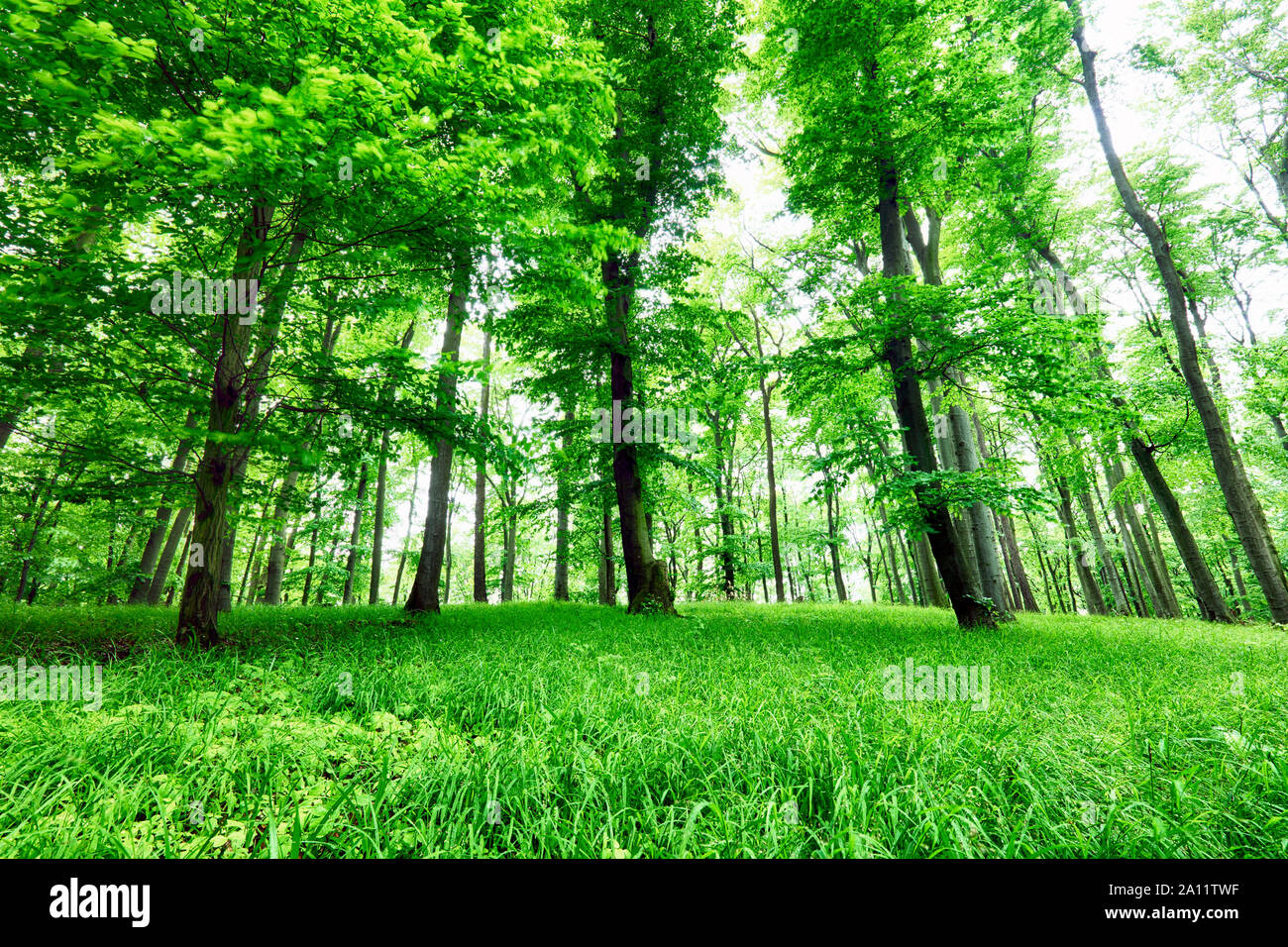 Grünen Wald und Gras mit Bäumen Stockfoto