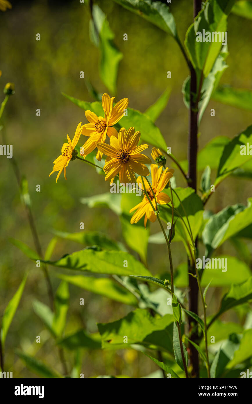 Erdbirne, topinambur Blumen Stockfoto