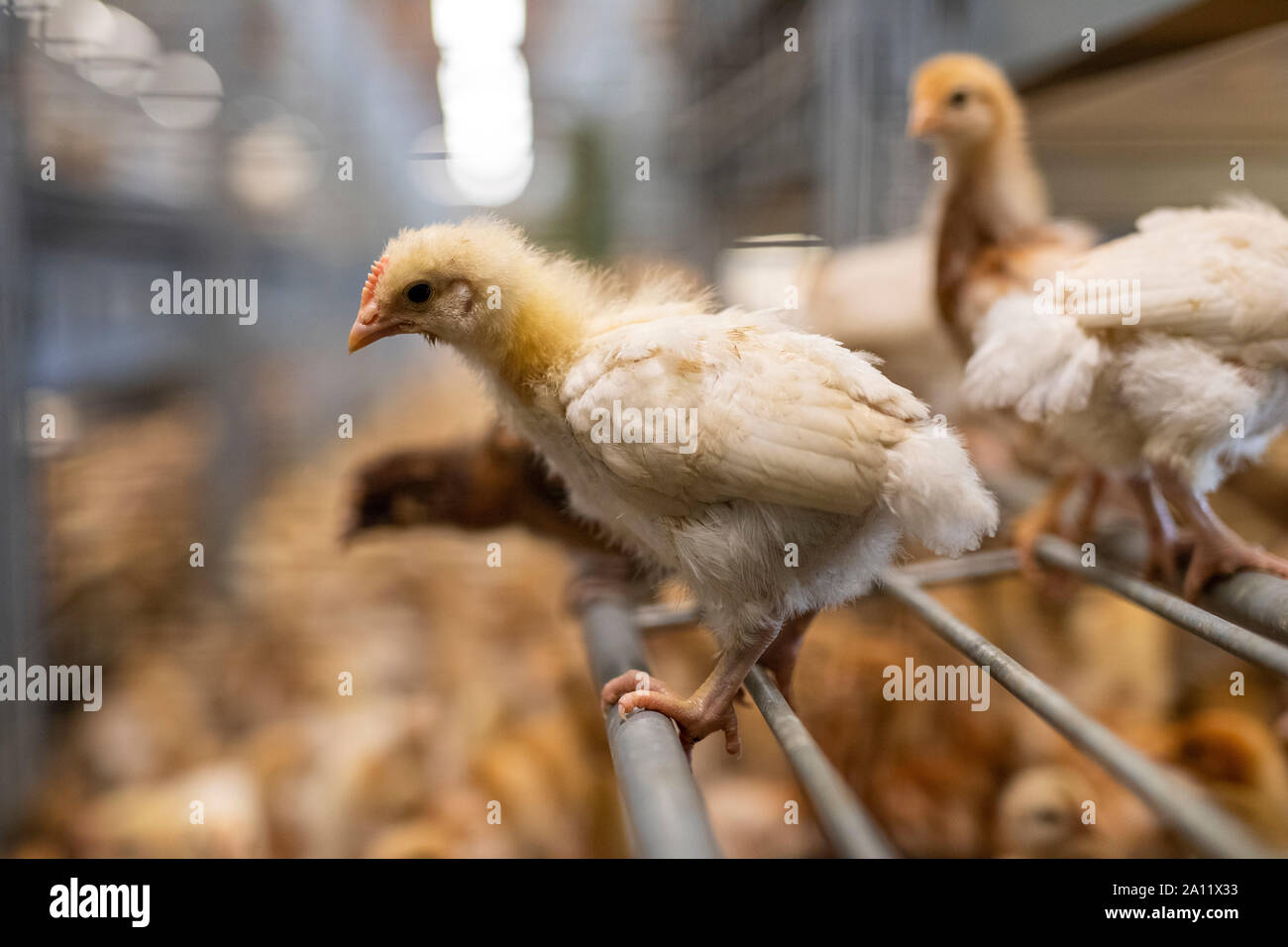 Junge braune Hähnchen in einer großen Hühnerfarm drinnen Stockfoto