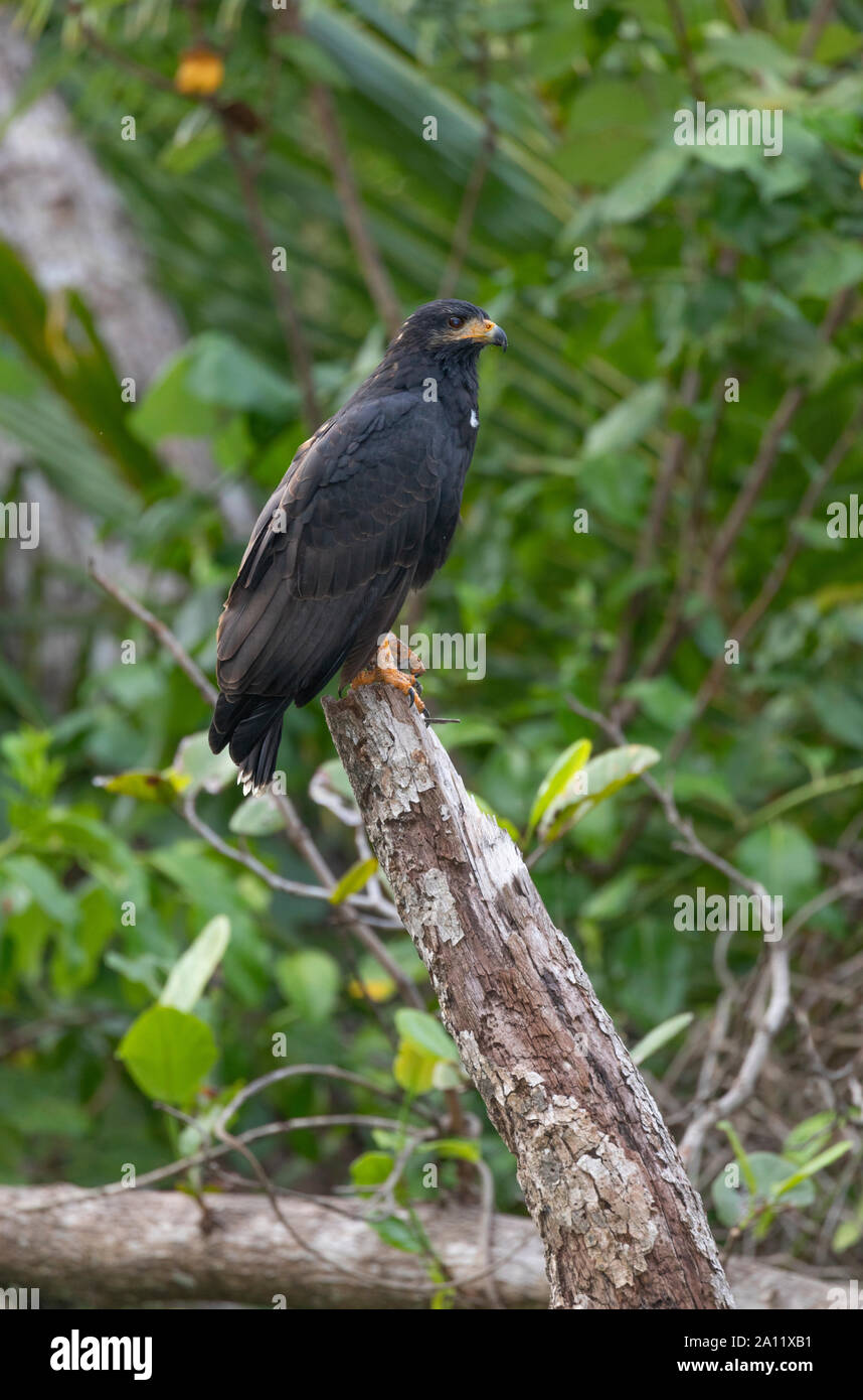 Gemeinsame Black Hawk (Buteogallus Anthracinus), Guanacaste, Costa Rica Stockfoto