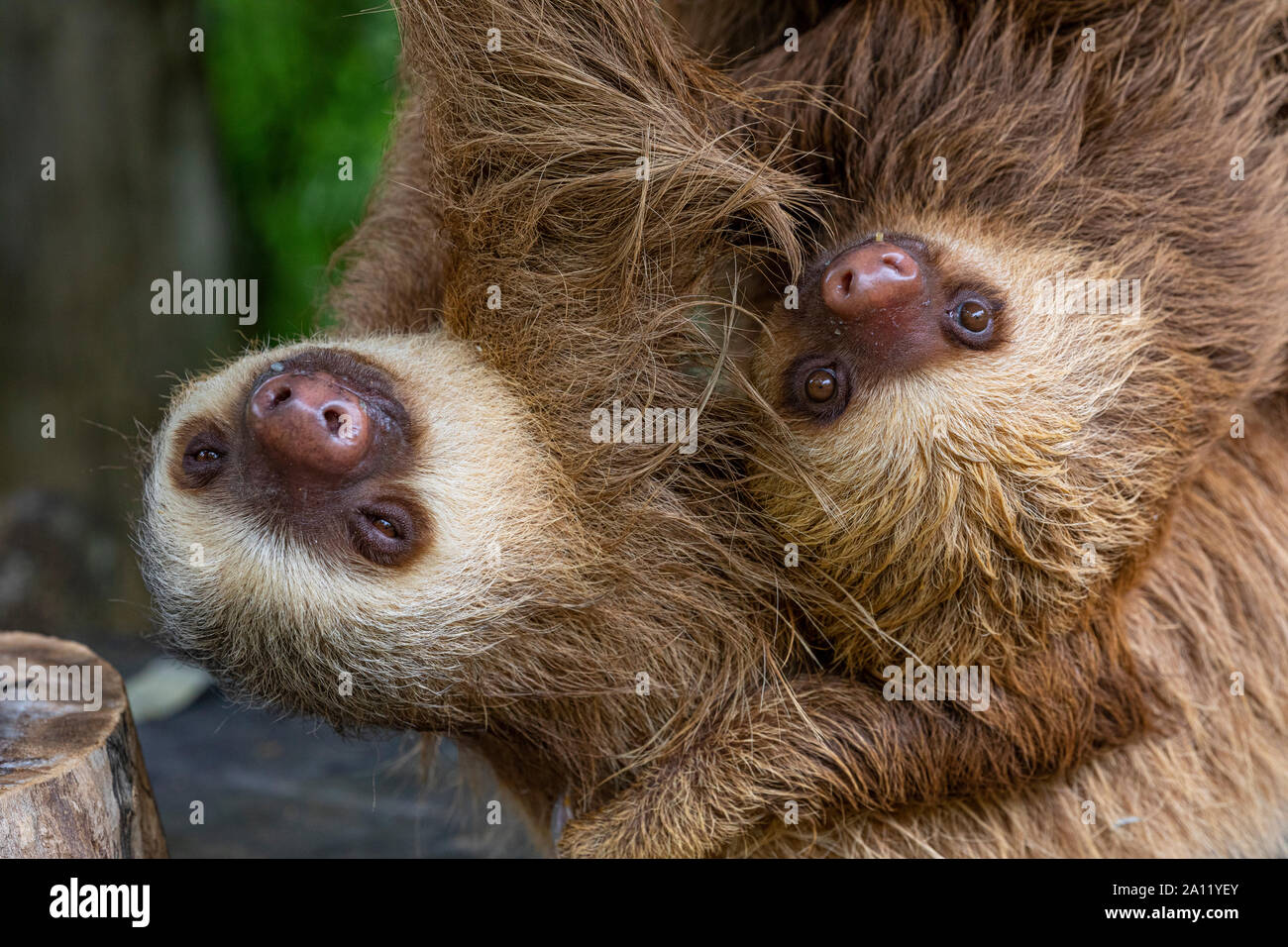 Mia die Hoffmanns zwei Toed sloth" choloepus hoffmanni" mit ihrem Baby an der Diamante Eco Adventure Park in Guanacaste, Costa Rica Stockfoto