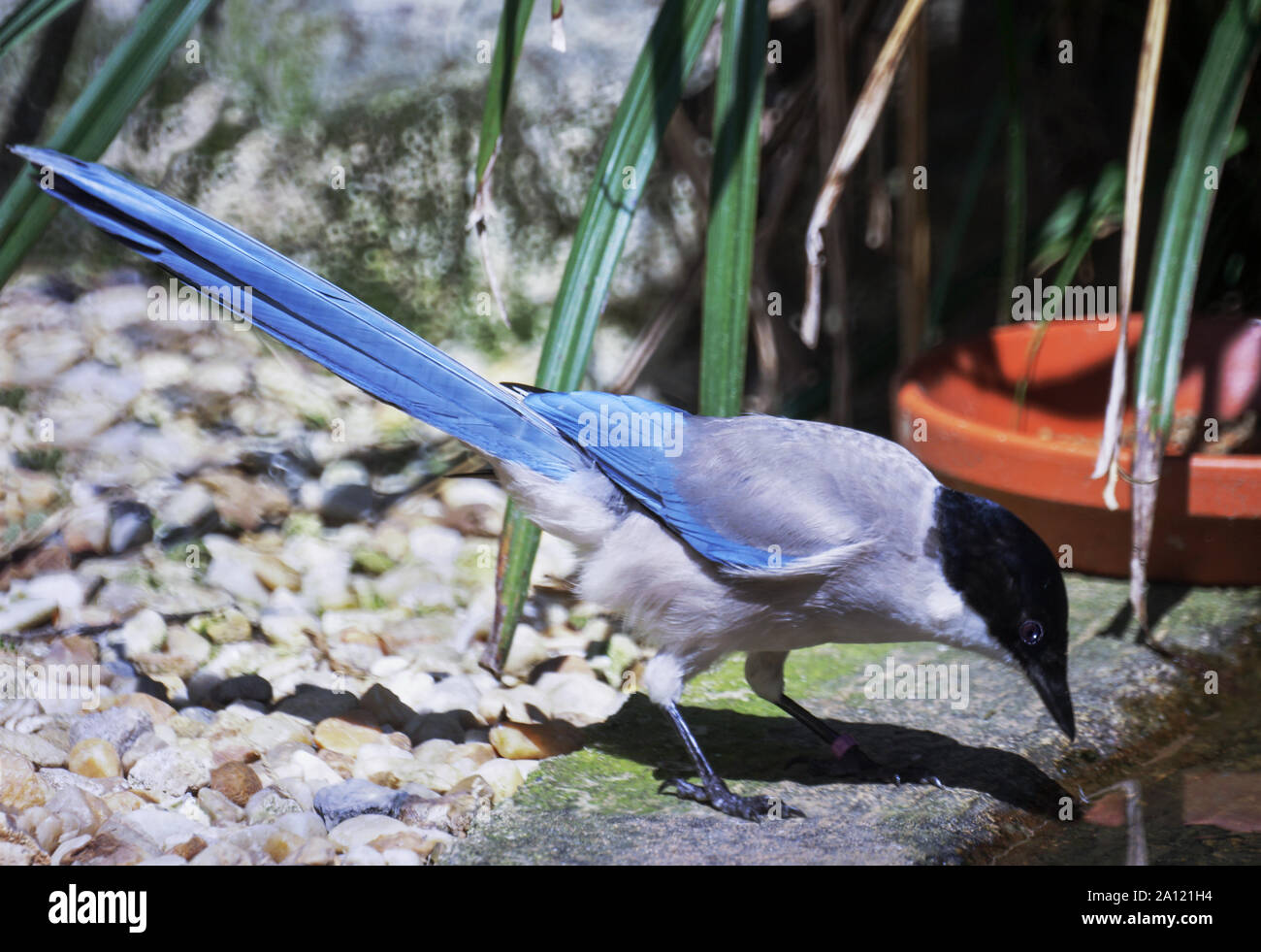 Azure - winged Magpie (Cyanopica cyanus). In außerhalb der Voliere nach. Beringt. Südwesten Frankreich Stockfoto