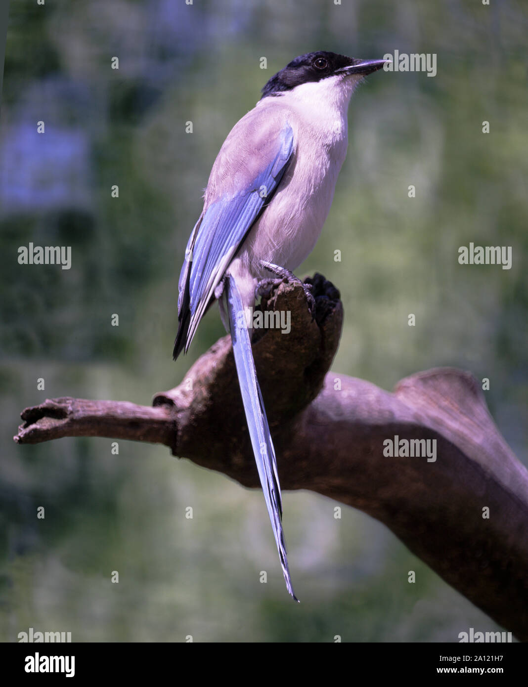 Azure - winged Magpie (Cyanopica cyanus). In außerhalb der Voliere nach. Südwesten Frankreich Stockfoto