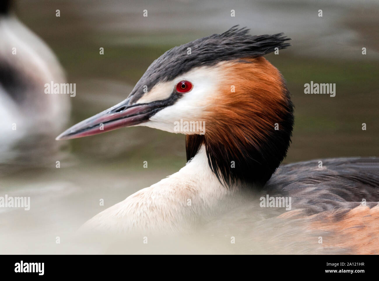 Haubentaucher (Podiceps cristatus) Erwachsene im Sommer Gefieder. Südwesten Frankreichs. Stockfoto