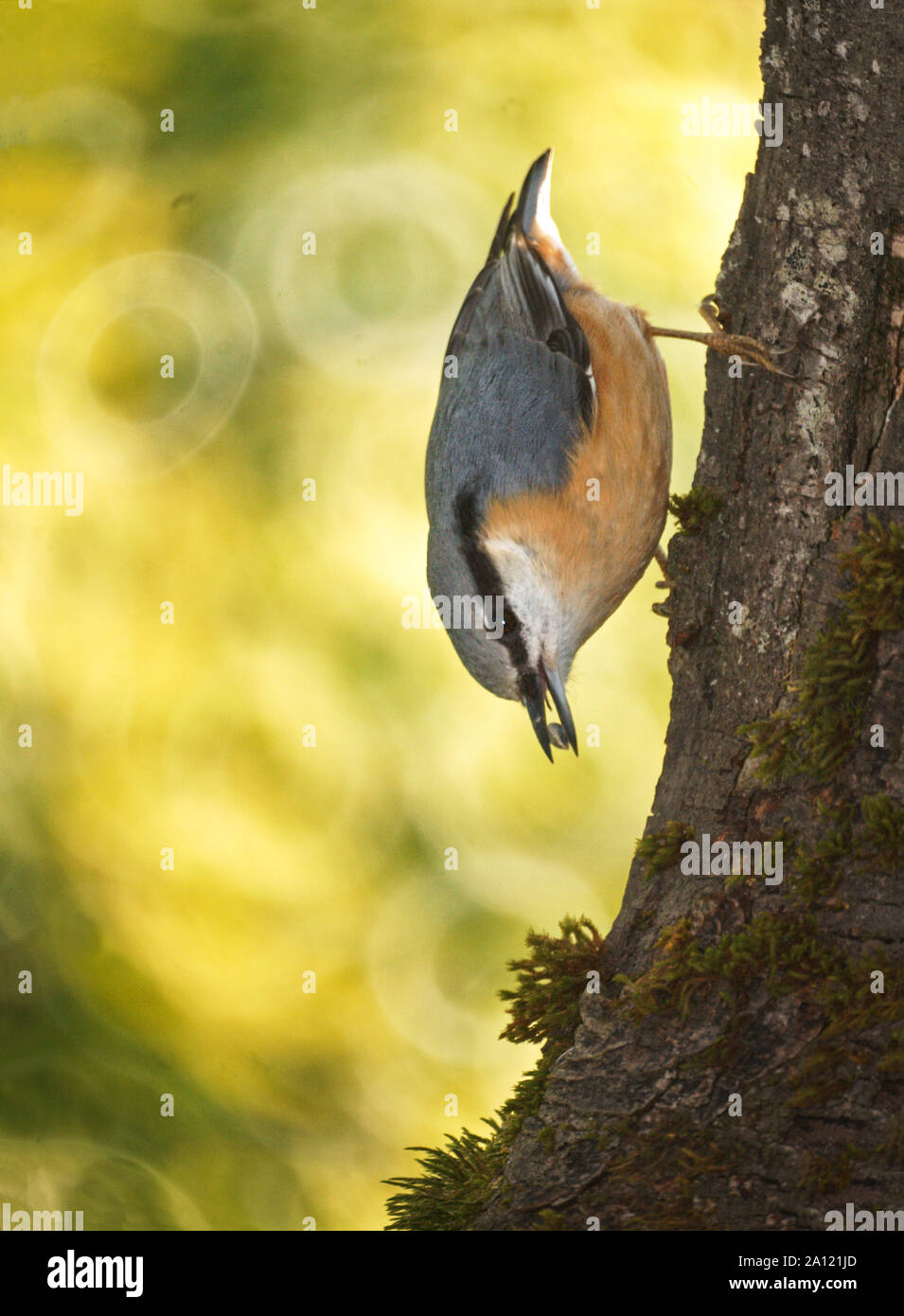 Kleiber (Sitta europaea). Nach beweglichen Kopf zuerst einen Baum. Südwesten Frankreich Stockfoto