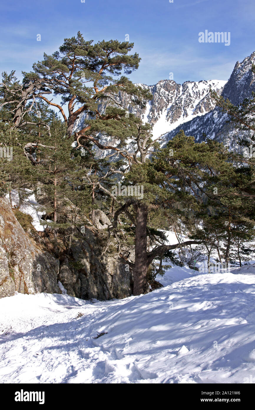 Frankreich. Hautes-Pyrenees. Dicken Schnee verwandelt das Tal von Marcadau in ein Wintermärchen. Stockfoto