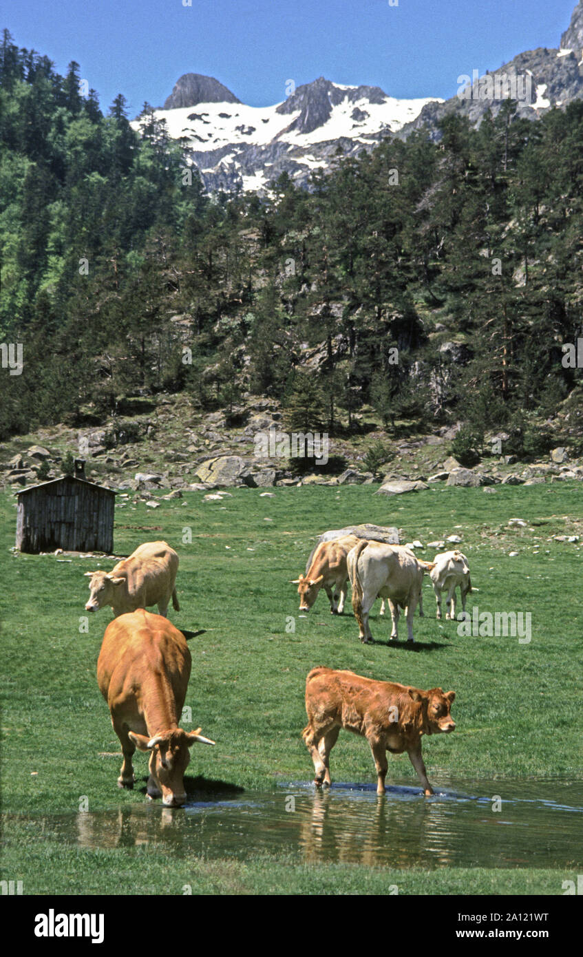Frankreich. Hautes-Pyrenees. Vieh auf die Almen im Tal des Marcadau. Zugriff über Cauterets und Pont Espagne. Stockfoto