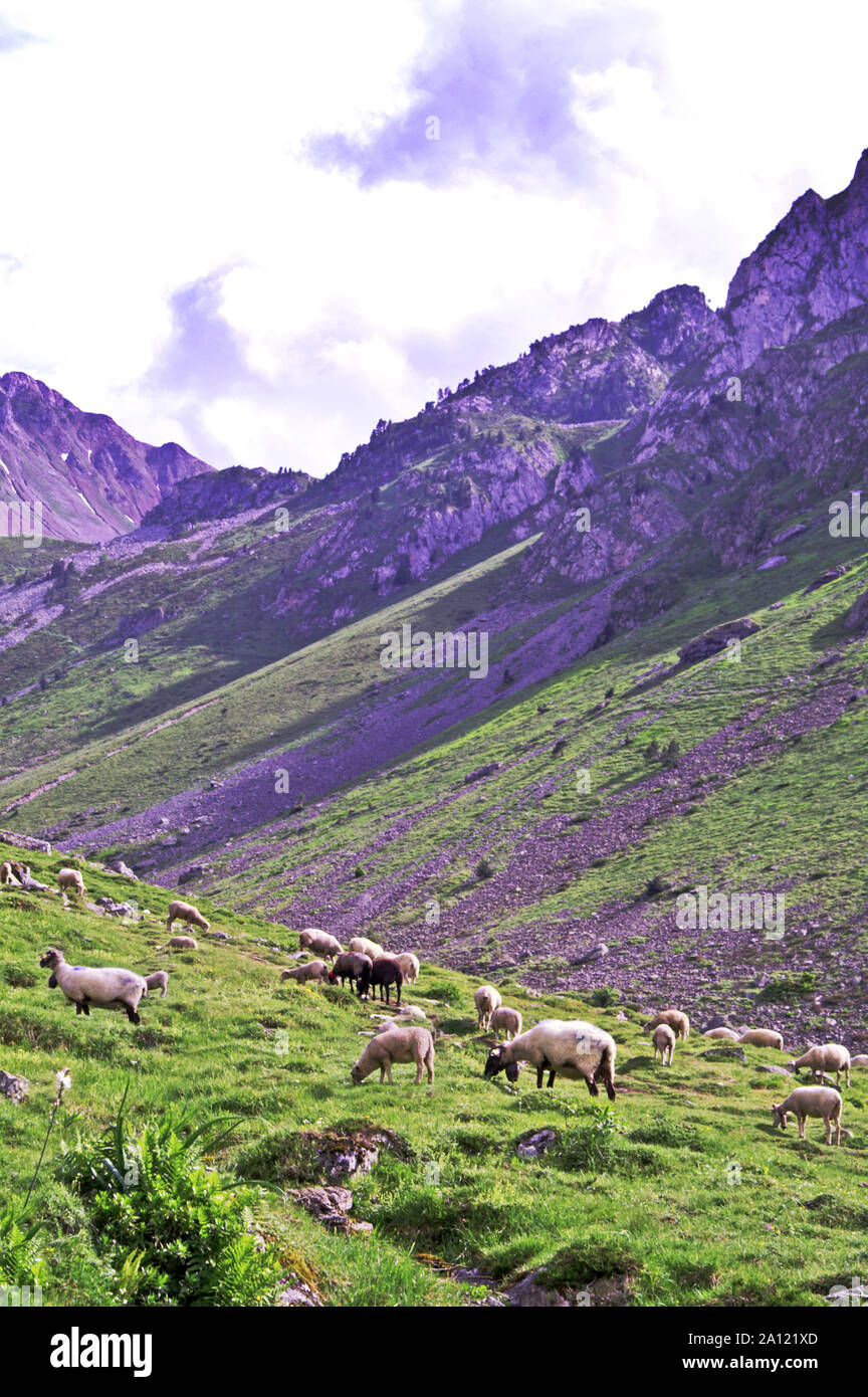 Frankreich. Hautes-Pyrenees. Schafe auf den Almen in der Nähe des Col de Tourmalet (2341 m). Im Sommer auf der Weide nur. Tour de France Land. Stockfoto