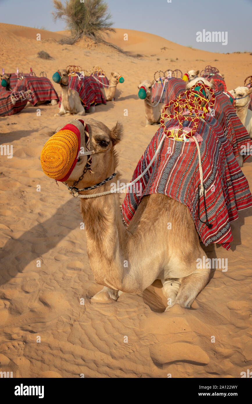 Kamele Safari in den Dünen während Touristen Wüste reitet in Dubai, Vereinigte Arabische Emirate Stockfoto Kamele Safari in den Dünen während Touristen Wüste reitet in Dubai, Vereinigte Arabische Emirate Stockfoto