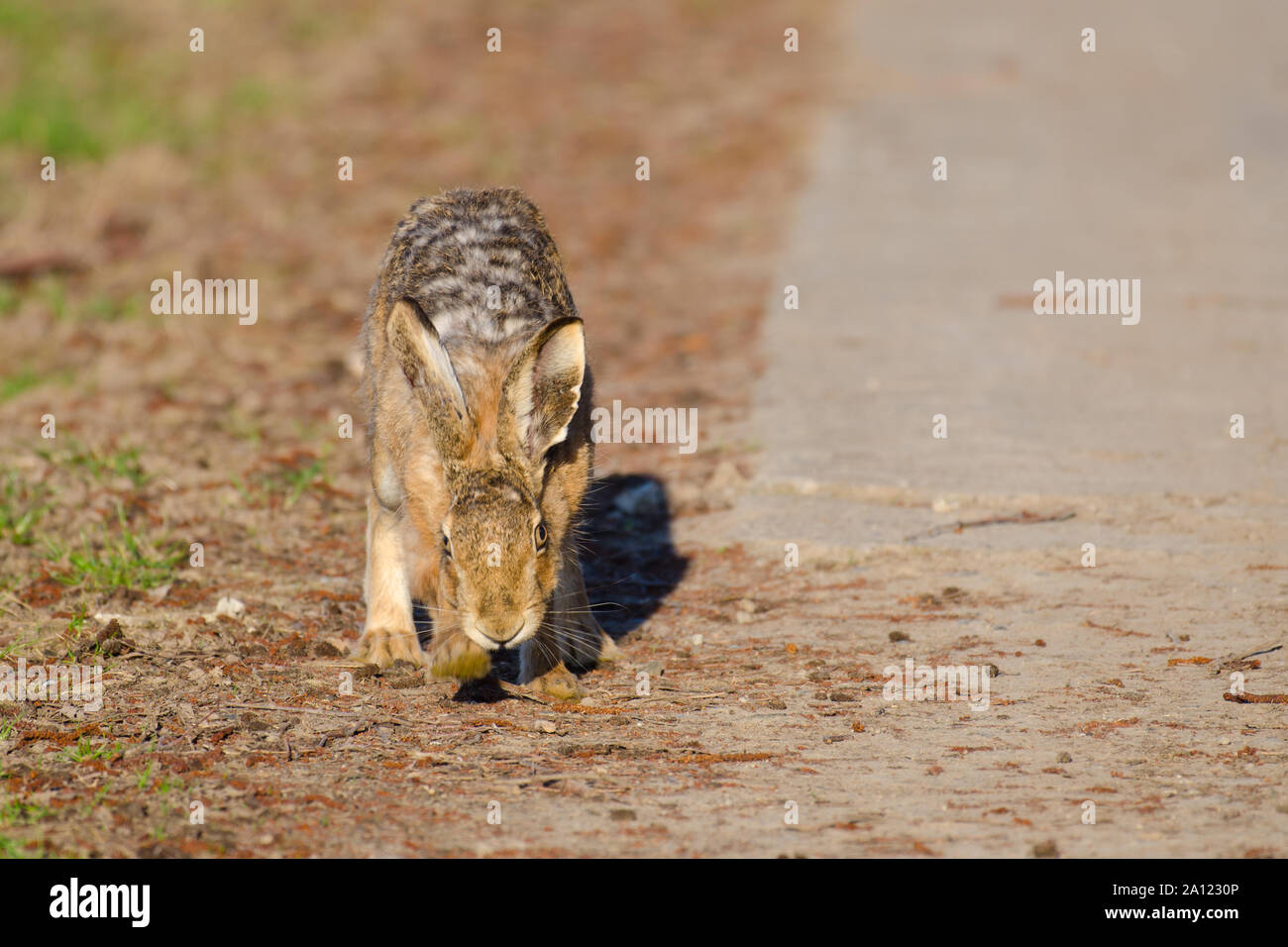 Braune Hasen im Feld Stockfoto