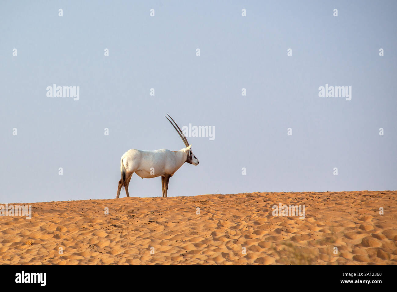 Arabische Oryx, Weiße Oryx (Oryx leucoryx) in der Wüste in der Nähe von Dubai, Vereinigte Arabische Emirate Stockfoto