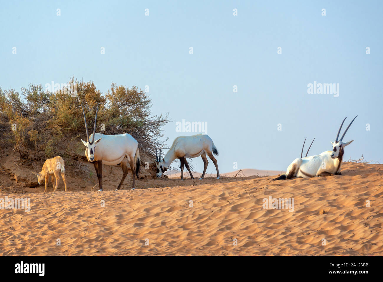 Herde der Arabische Oryx, Weiße Oryx (Oryx leucoryx) in der Wüste in der Nähe von Dubai, Vereinigte Arabische Emirate Stockfoto