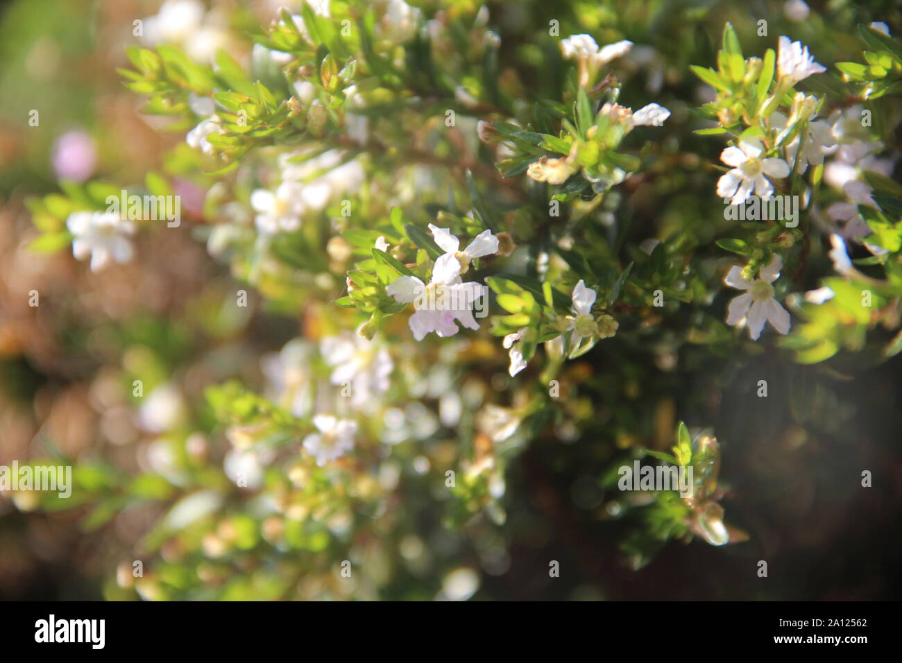 Schöne Nahaufnahmen der zarten weißen Blüten Stockfoto