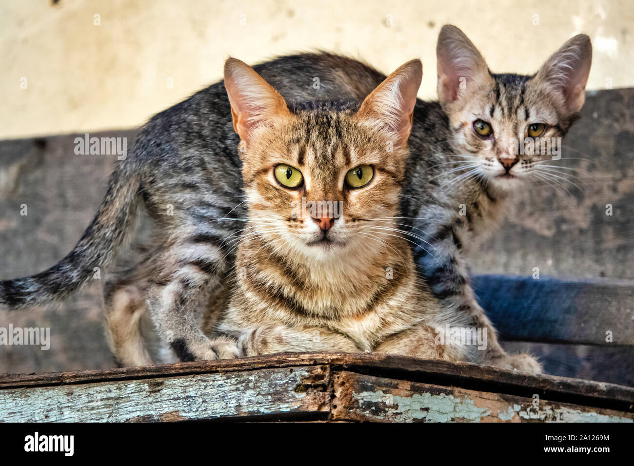 Portrait einer weiblichen Hauskatze (Felix catus) mit Ihrem Kätzchen Stockfoto