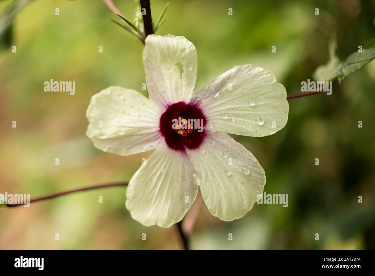 Roselle (Hibiscus sabdariffa), eine Blume aus der Malvenfamilie (Malvaceae), die in Afrika und Asien beheimatet ist und für Bastfasern, Kochen und Getränke verwendet wird. Stockfoto