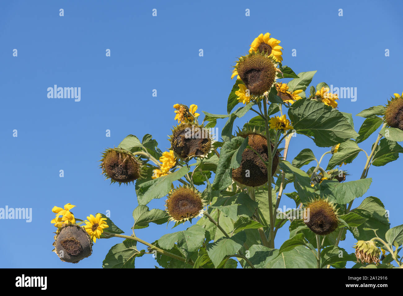 Blumen und Aussaat Staats-/Sonnenblume Helianthus annuus gegen den blauen Herbsthimmel. Nicht bekannt, welche sortentypisch sein mag (es gibt Dutzende). Stockfoto
