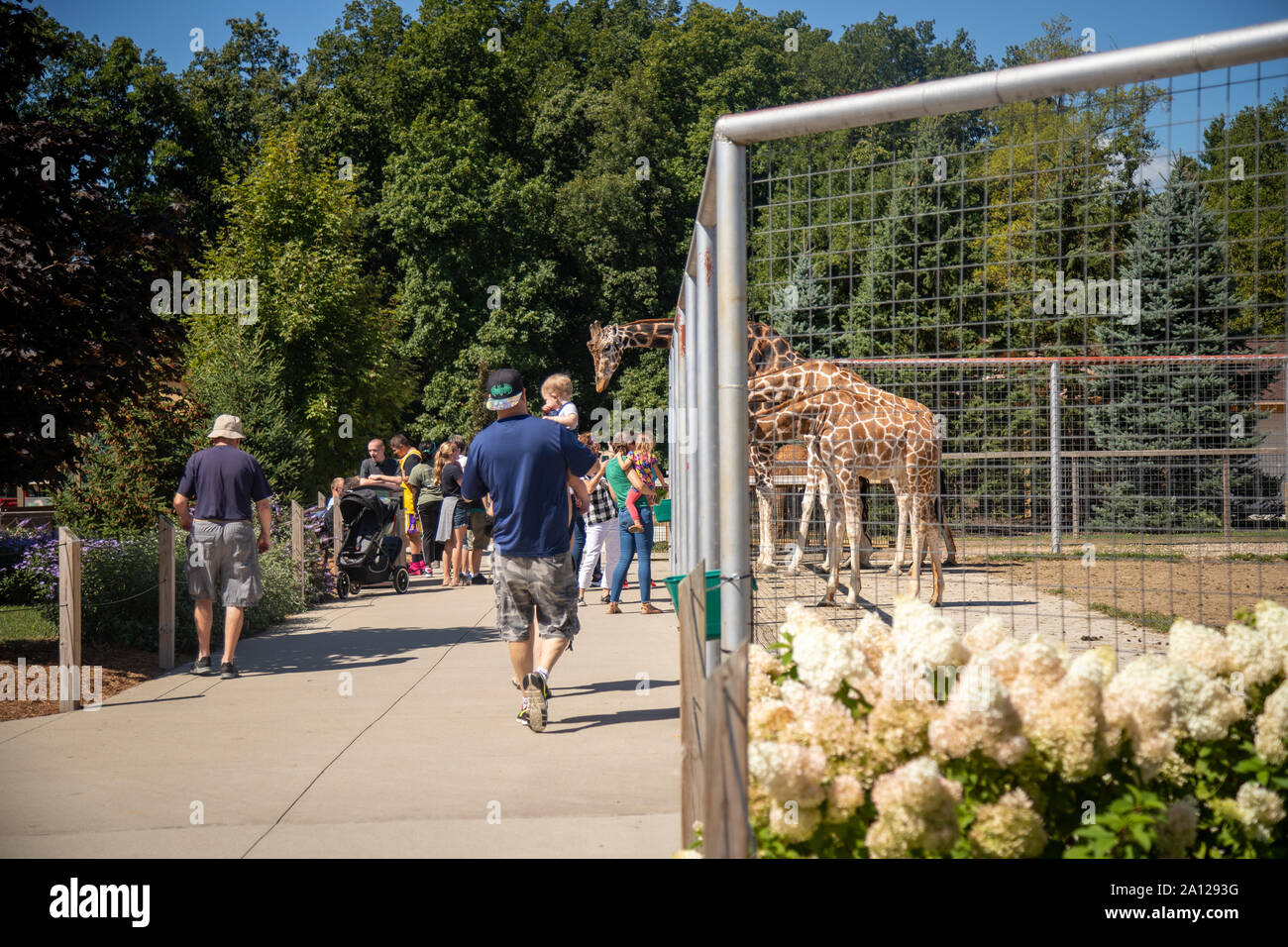 Menschenmassen genießen Der netzgiraffen an einem sonnigen Tag an einem privaten Zoo in Michigan. Stockfoto