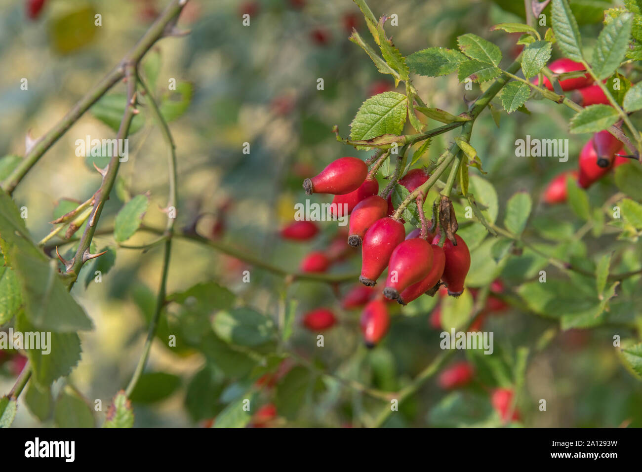 Leuchtend orangerote Hagebutten des Hundes Rose/Rosa Canina in Cornwall Hecke im Sonnenschein. Hagebutten & Werk in pflanzliche Heilmittel & Hagebutte Sirup verwendet. Stockfoto