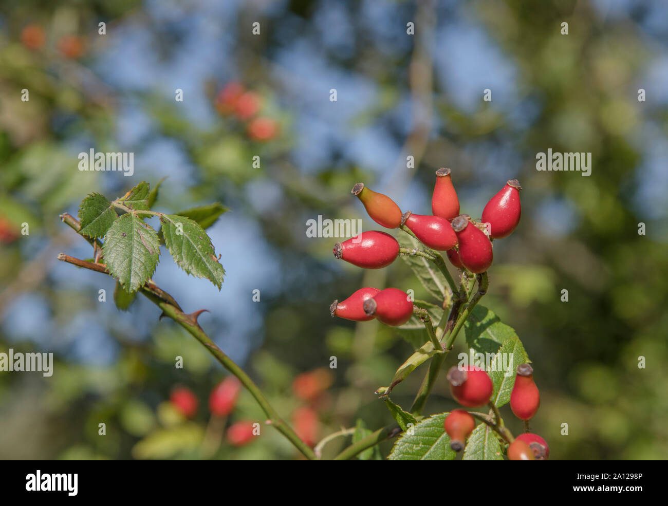 Leuchtend orangerote Hagebutten des Hundes Rose/Rosa Canina in Cornwall Hecke im Sonnenschein. Hagebutten & Werk in pflanzliche Heilmittel & Hagebutte Sirup verwendet. Stockfoto