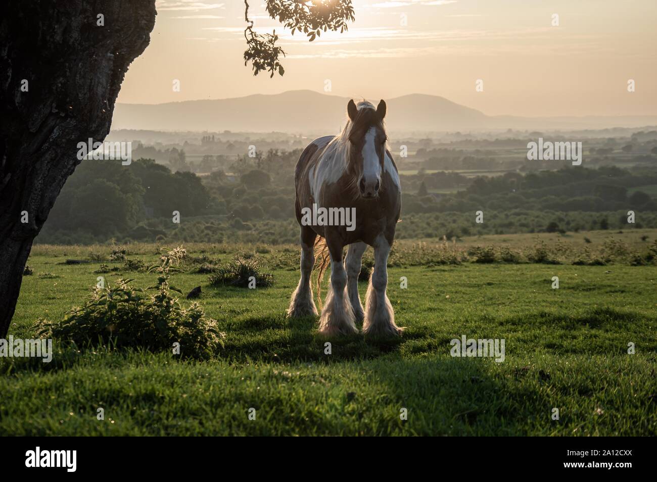 Ein Pferd stehen unter einem Baum, die von der Sonne beleuchtet, auf einem dunstigen Sommerabend, in der englischen Landschaft. Stockfoto